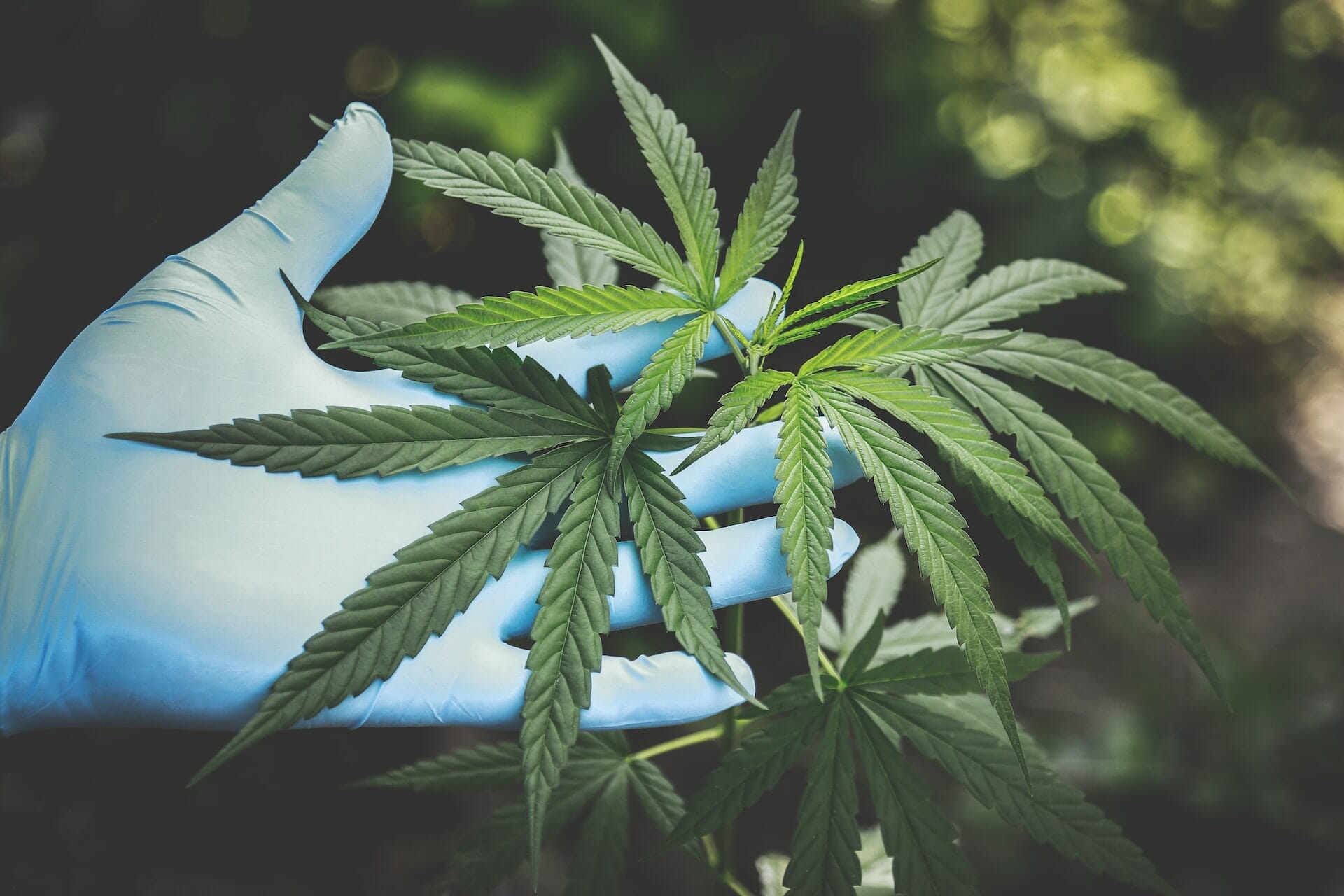 A gloved hand holds a cannabis plant leaf